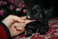 CHIOT