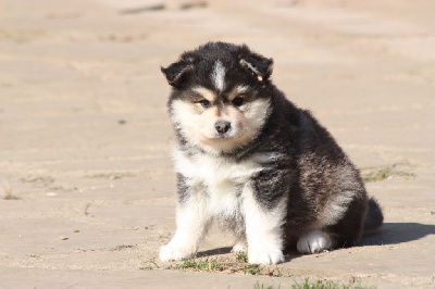 CHIOT