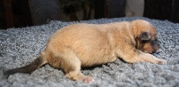 CHIOT