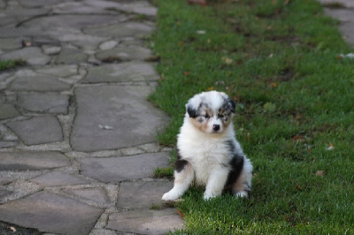 CHIOT