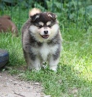 CHIOT