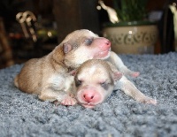 CHIOT