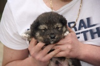 CHIOT