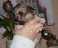 CHIOT
