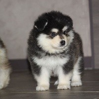 CHIOT