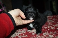 CHIOT