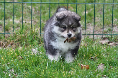 CHIOT