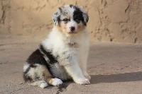 CHIOT