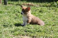 CHIOT