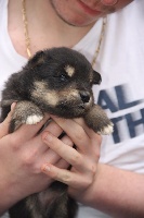 CHIOT