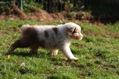 CHIOT