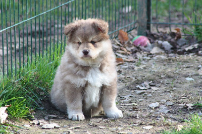 CHIOT