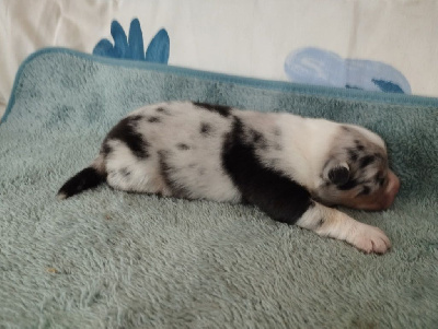 CHIOT