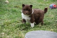 CHIOT