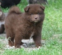 CHIOT
