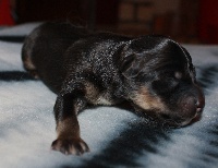 CHIOT