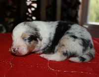 CHIOT