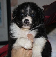 CHIOT