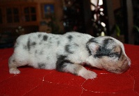 CHIOT