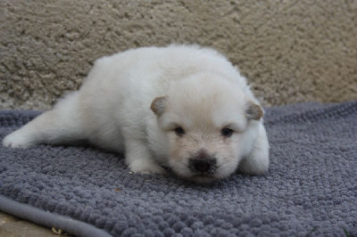 CHIOT