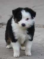 CHIOT
