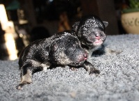 CHIOT