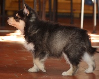 CHIOT