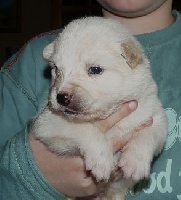 CHIOT