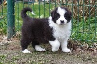 CHIOT