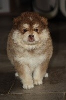CHIOT