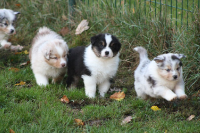 CHIOT