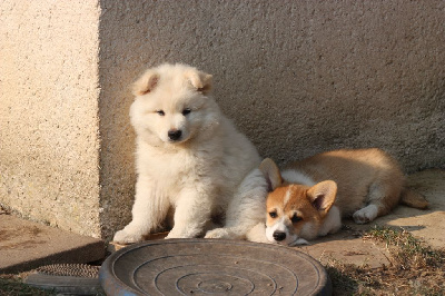CHIOT 5