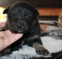 CHIOT