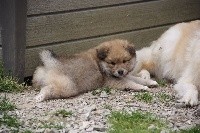CHIOT