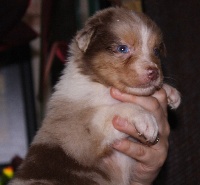 CHIOT
