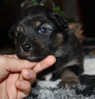 CHIOT