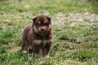 CHIOT
