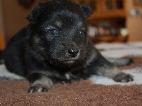CHIOT