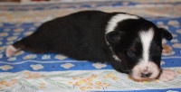 GOLDENEYE