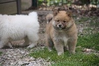 CHIOT