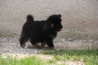 CHIOT