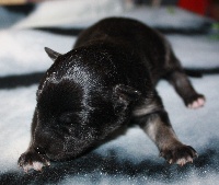 CHIOT