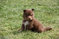 CHIOT