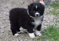 CHIOT