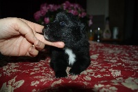 CHIOT