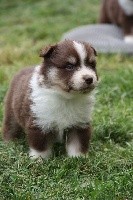 CHIOT