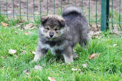 CHIOT
