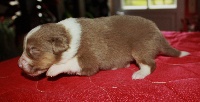 CHIOT