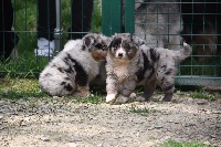 CHIOT