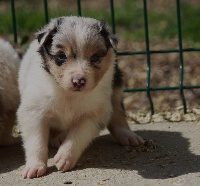 CHIOT